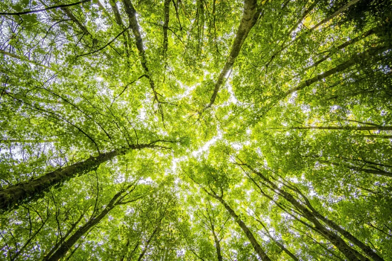 Green, How I Desire You Green: Requirements, Capabilities, and Transformations of Tax Administrations in the Face of Environmental and Climate Challenges